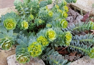 Молочай (Euphorbia myrsinites)