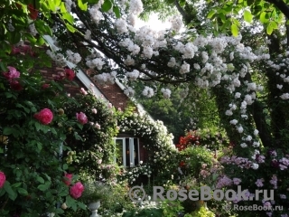 Paul’s Himalayan Musk