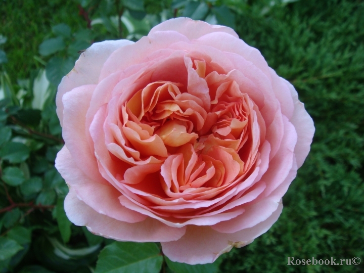 Abraham Darby