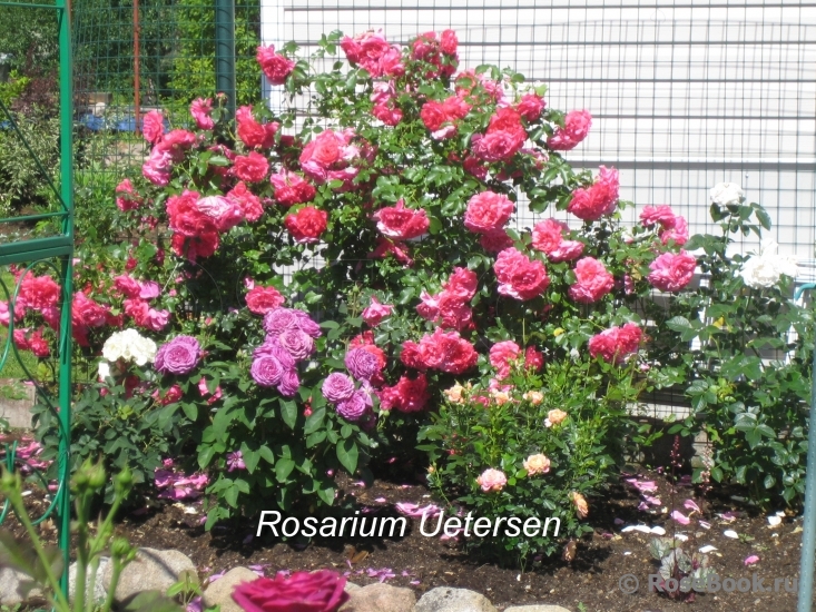 Rosarium Uetersen