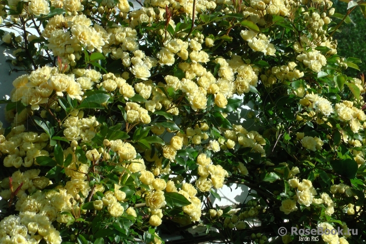 R. banksiae lutea