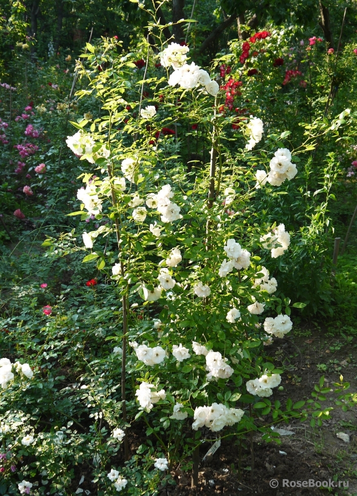 Weisse Tausendschön