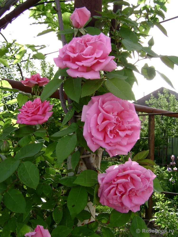 Zephirine Drouhin