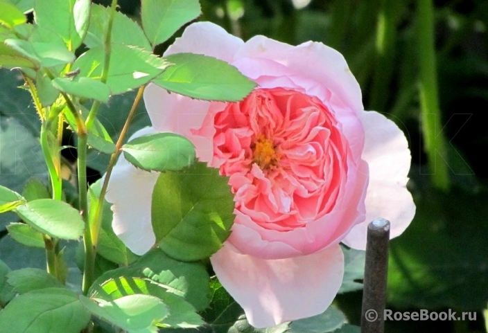 The Alnwick Rose