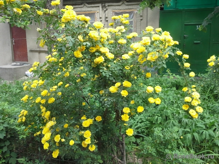 Persian Yellow