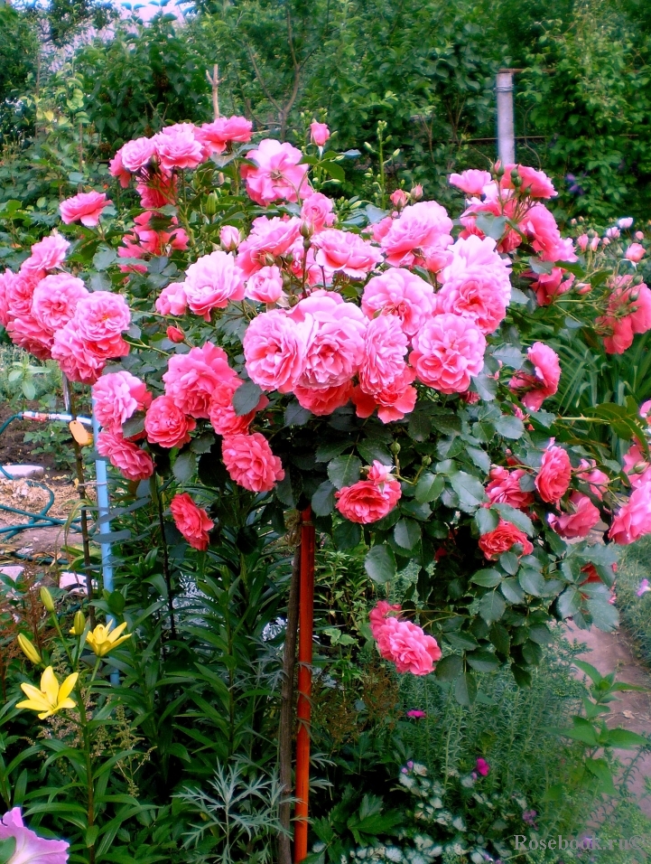 Rosarium Uetersen