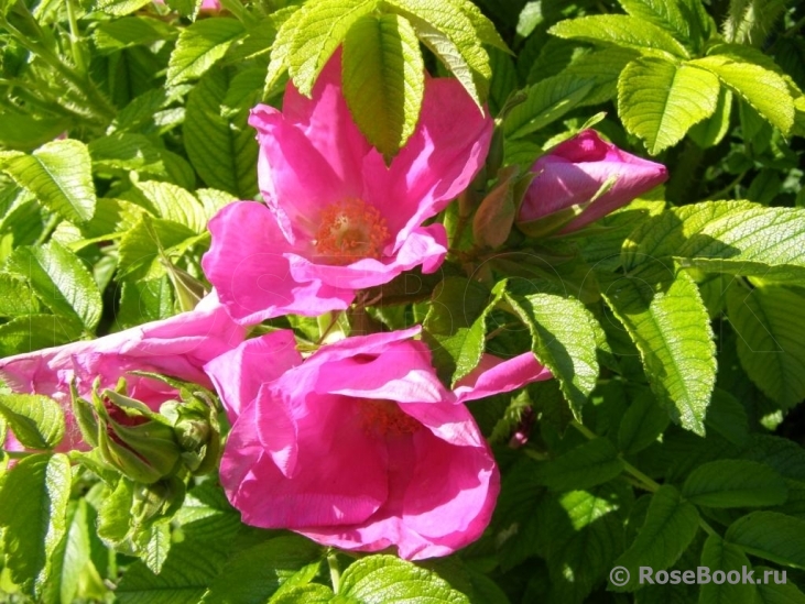 Rosa rugosa rubra