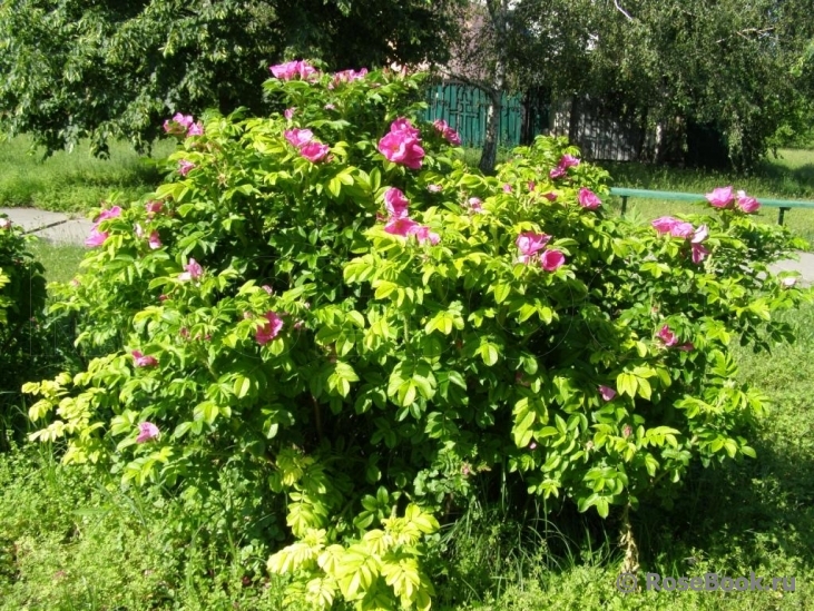 Rosa rugosa rubra