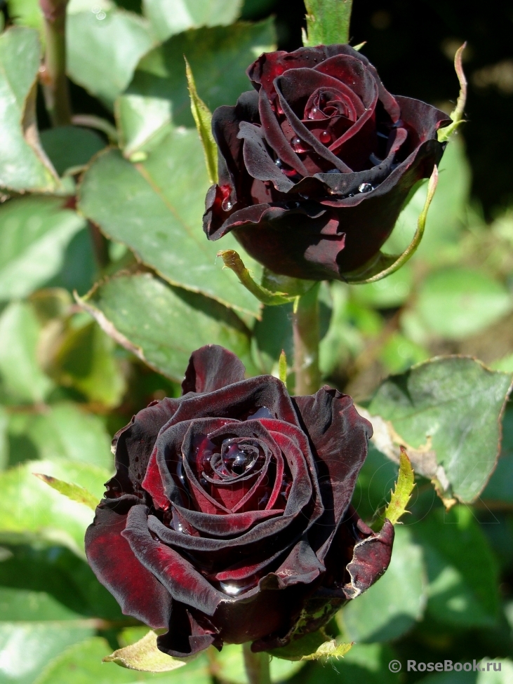 Black Baccara