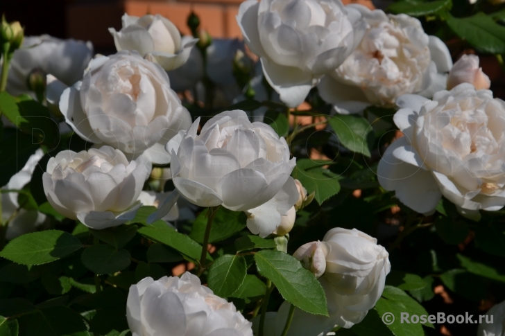 Glamis Castle®