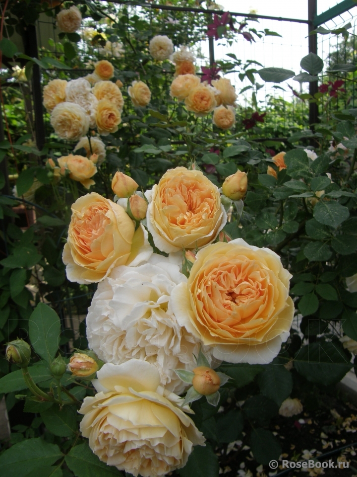 Crown Princess Margareta®