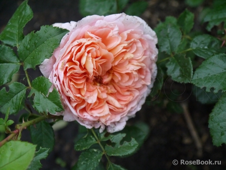 Abraham Darby