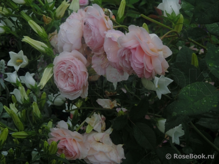 A Shropshire Lad