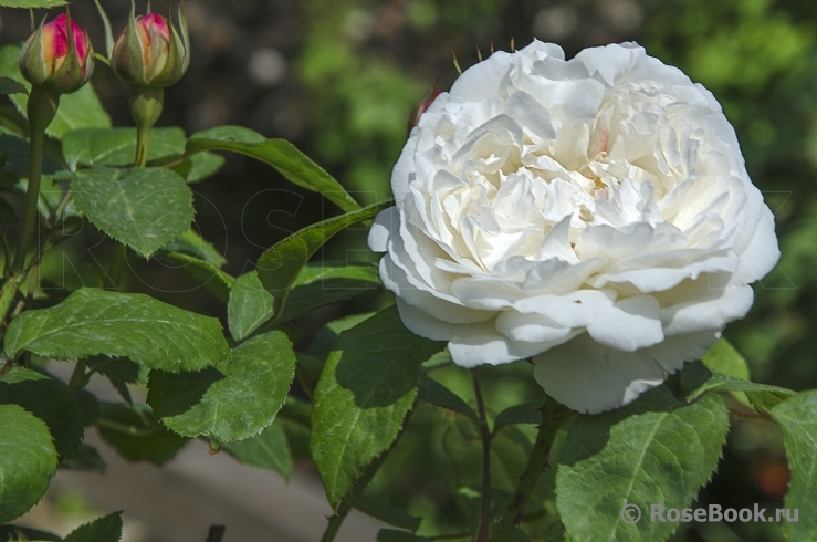 Boule de Neige 