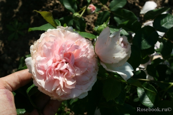 The Wedgwood Rose