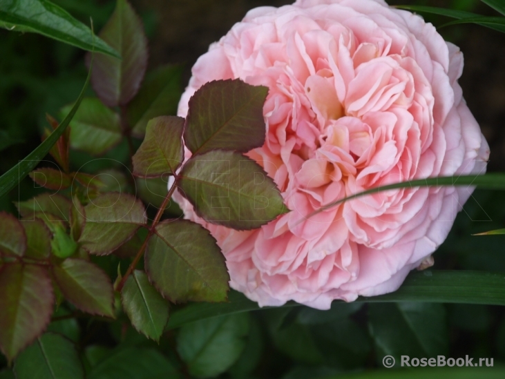 Abraham Darby