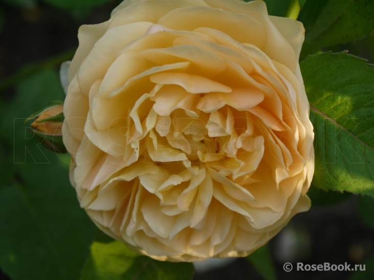 Crown Princess Margareta®