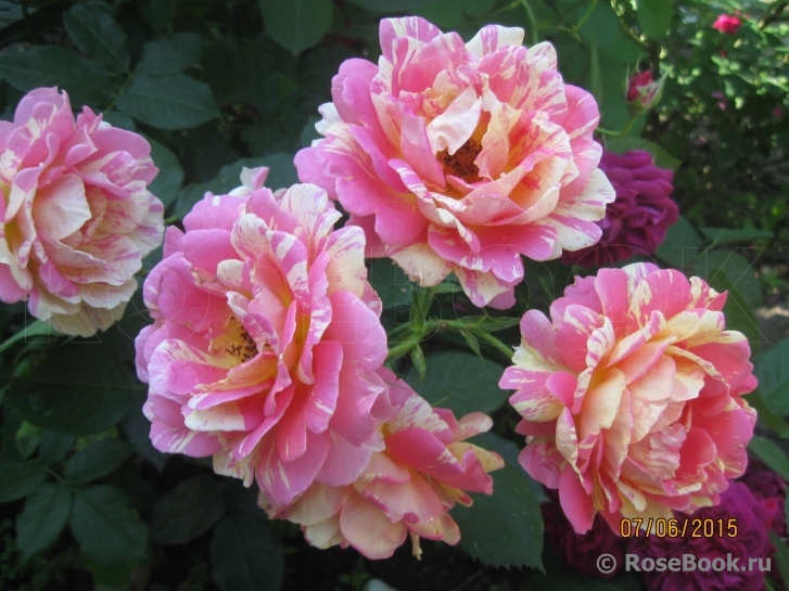 Rose des Cisterciens 