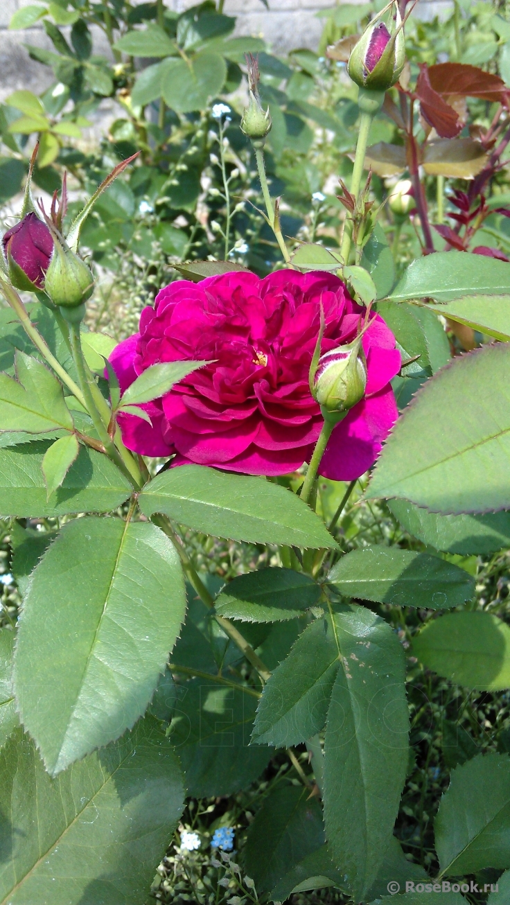 Darcey Bussell 