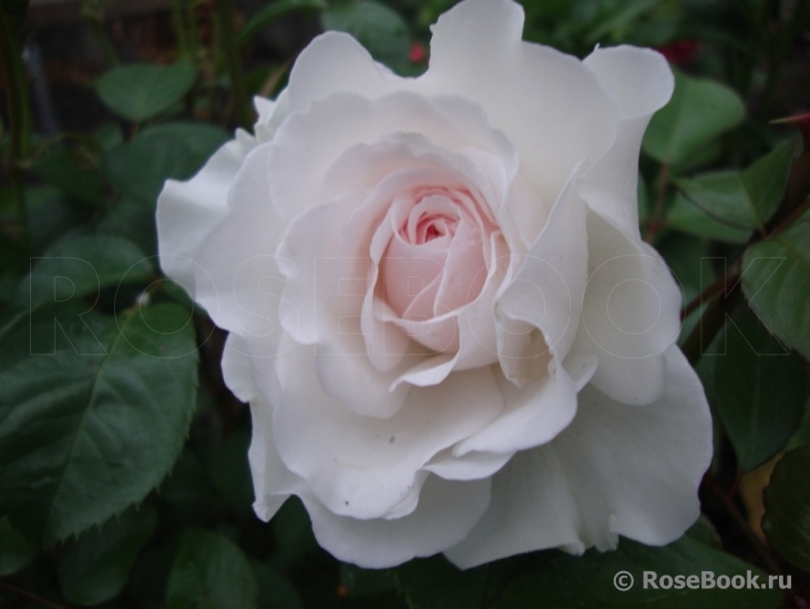 Great North Eastern Rose 