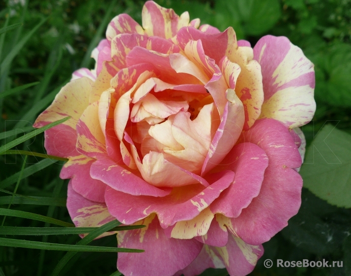 Rose des Cisterciens 