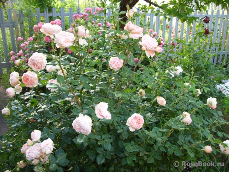 Abraham Darby