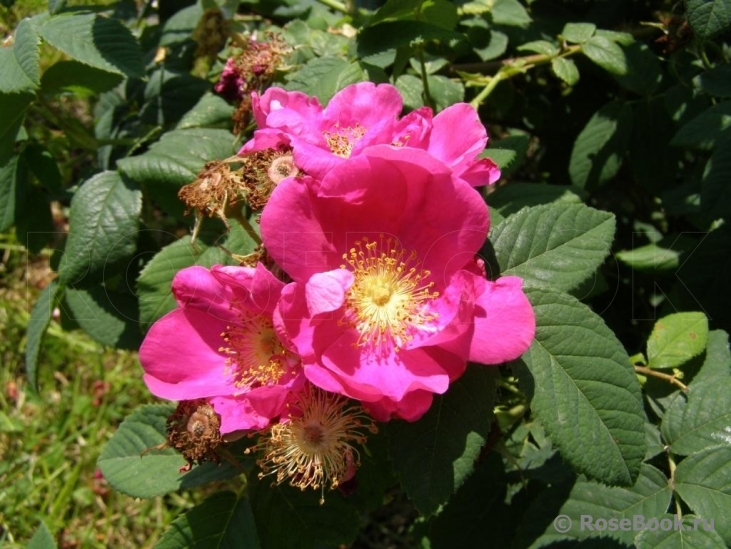 Rosa gallica 'Officinalis'