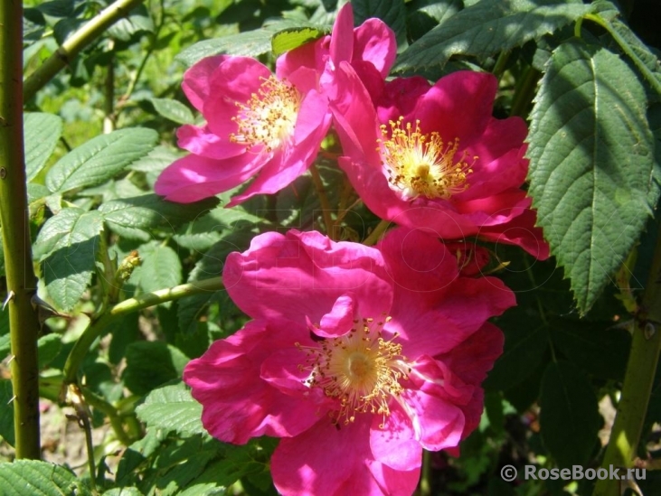 Rosa gallica 'Officinalis'