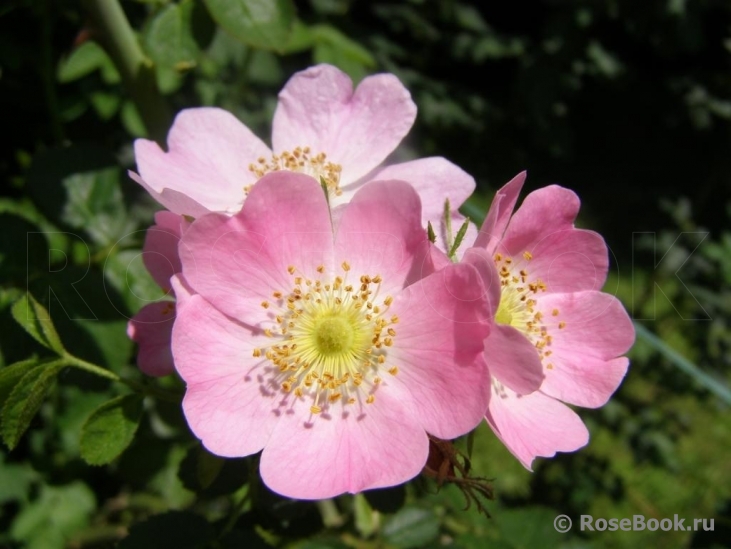 Rosa eglanteria 