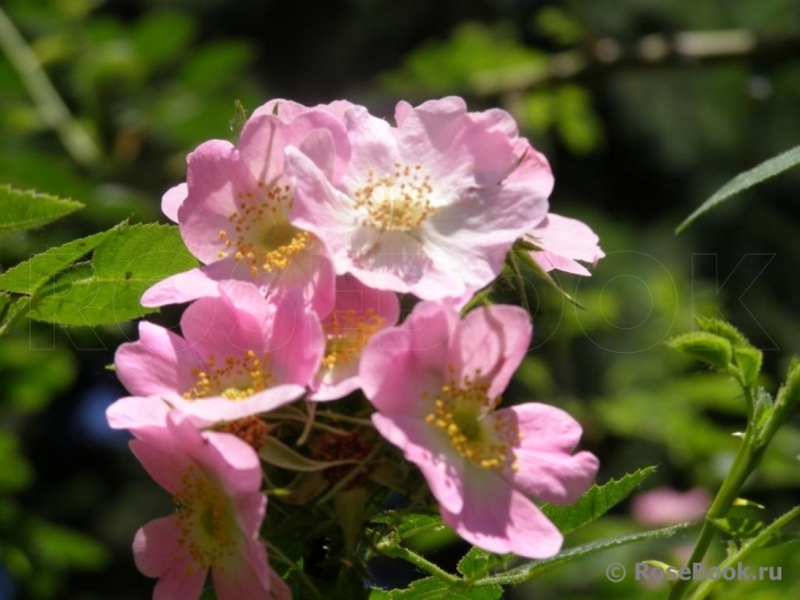 Rosa eglanteria 