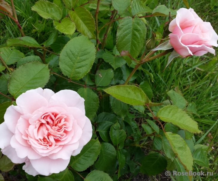 Rose de Tolbiac ®