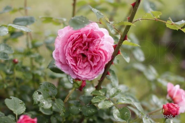 Princess Alexandra of Kent 