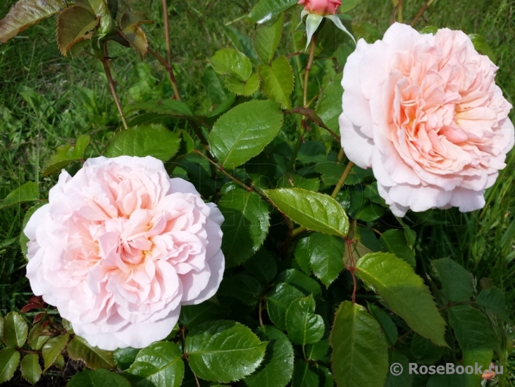 Rose de Tolbiac ®