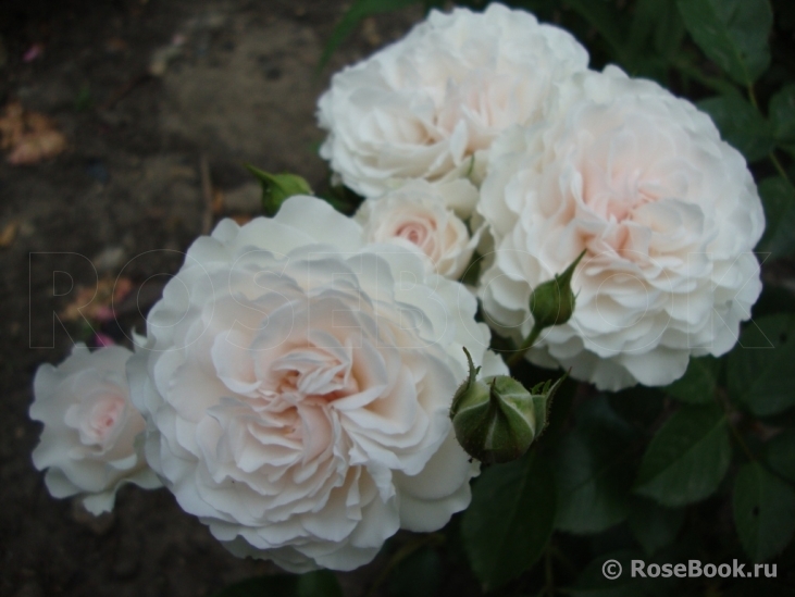 Great North Eastern Rose 