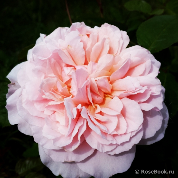 Rose de Tolbiac ®