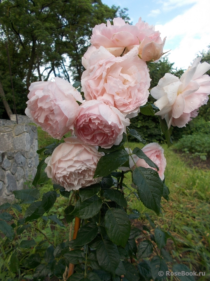 The Wedgwood Rose