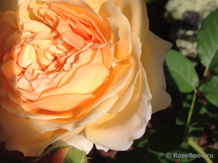 Crown Princess Margareta®