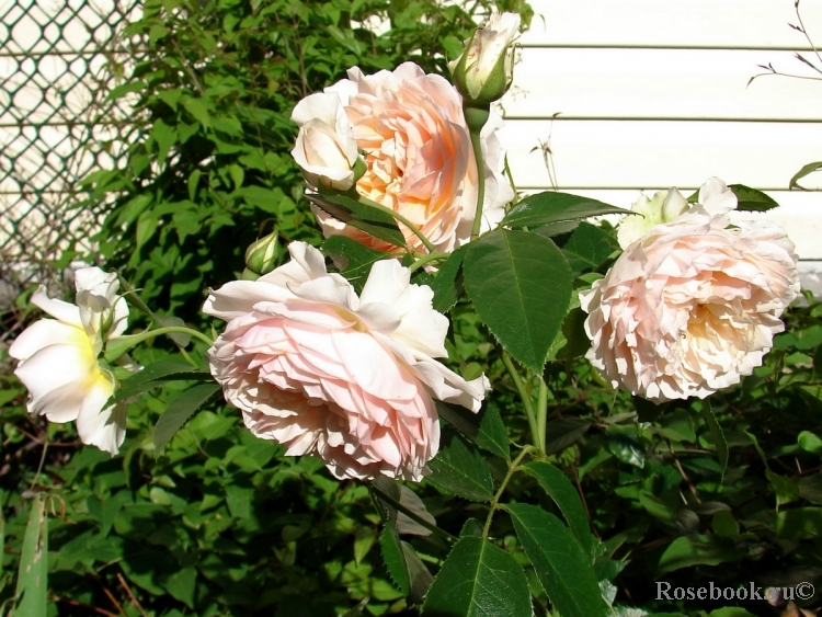 Ginger Syllabub