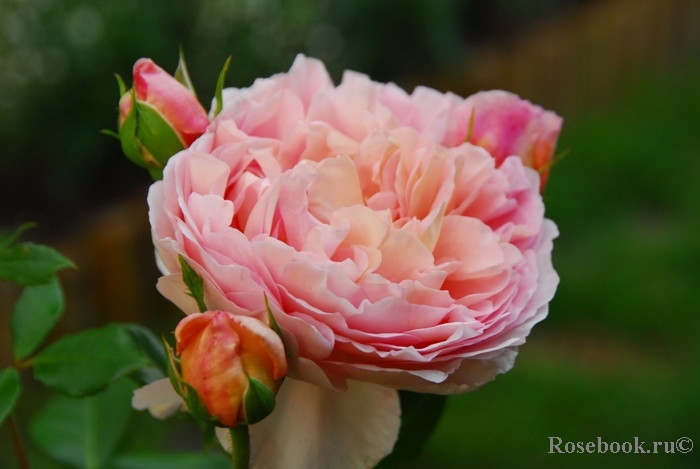 Abraham Darby