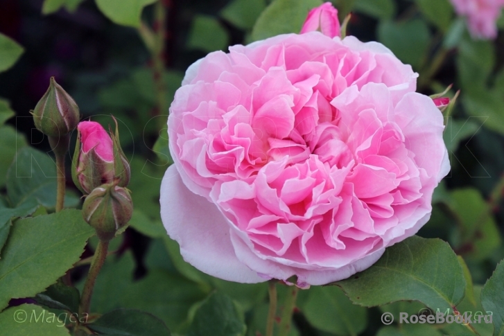 Cottage Rose 