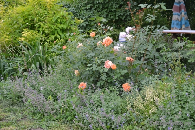 Lady of Shalott 