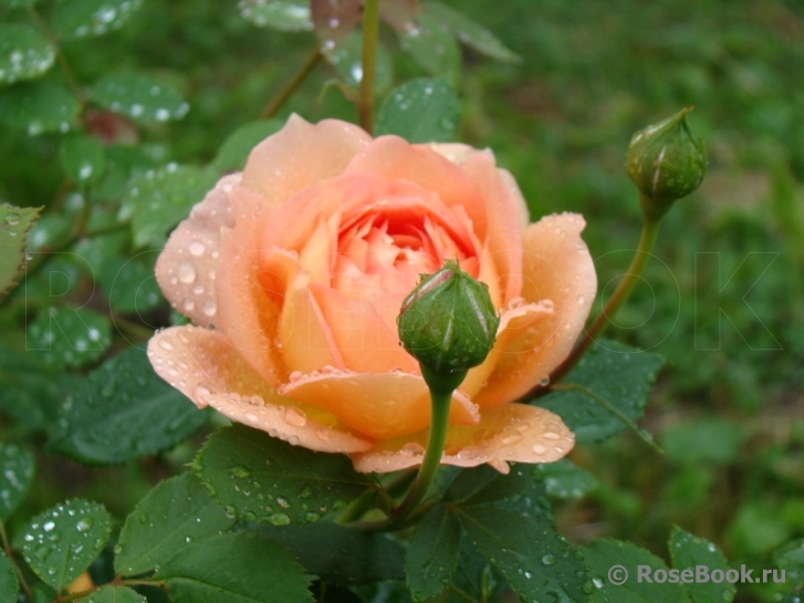 Lady of Shalott 