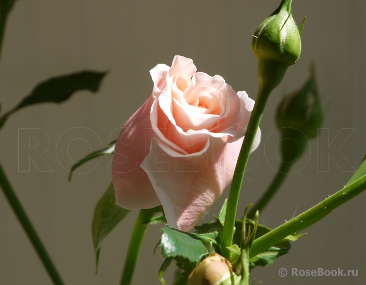 Rose de Tolbiac ®