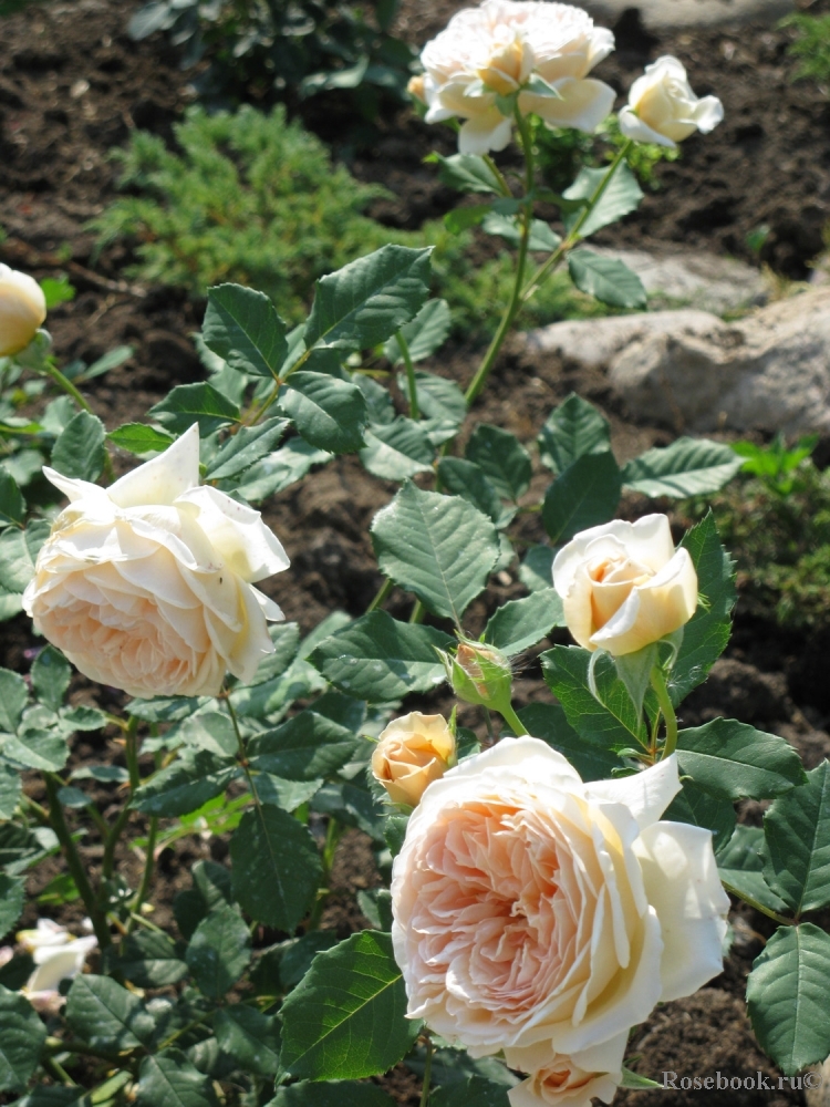 Crown Princess Margareta®