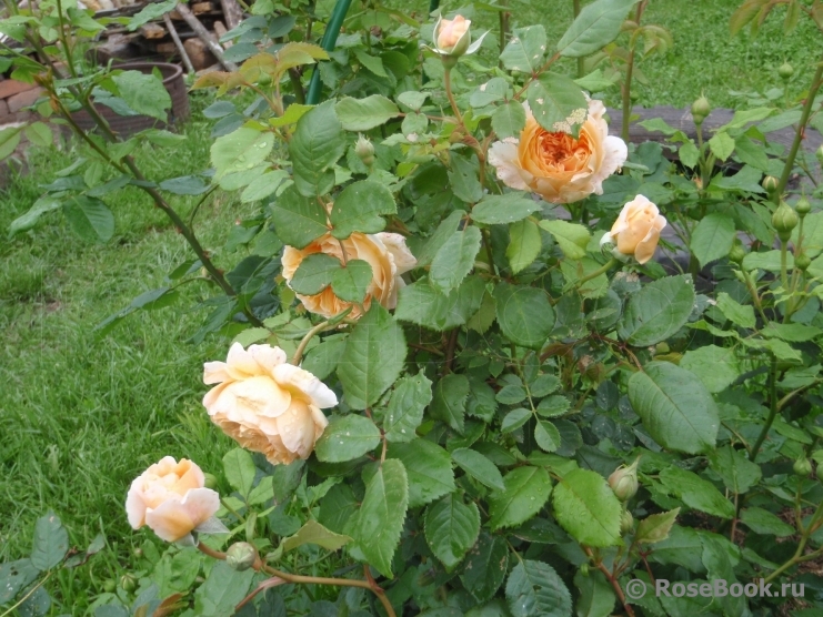 Crown Princess Margareta®