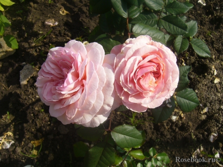 A Shropshire Lad