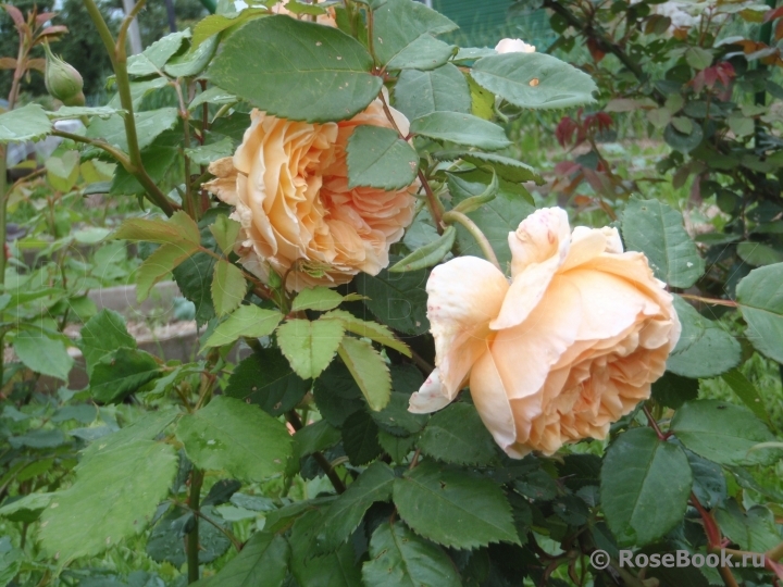 Crown Princess Margareta®