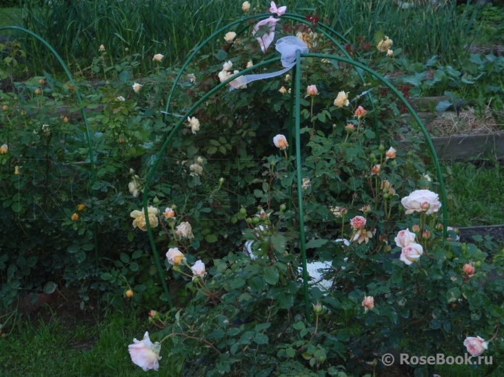 Abraham Darby