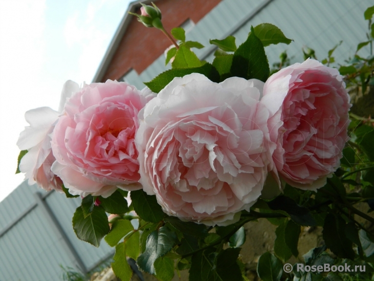 The Wedgwood Rose