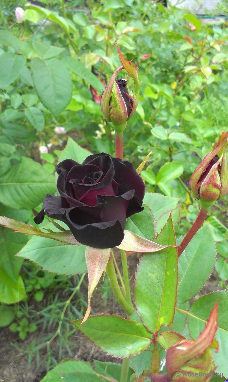 Black Baccara